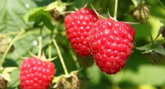 Raspberry variety na Ruby Bulgarian