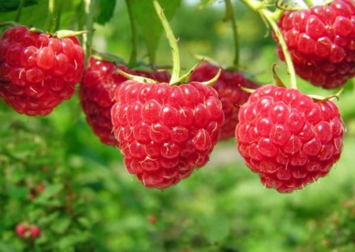Balsam raspberry