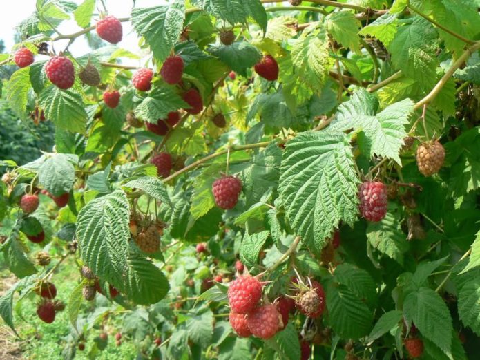 Raspberry bush Balm