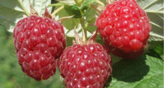 Raspberry Balsam