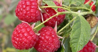 Raspberry variety Kirzhach