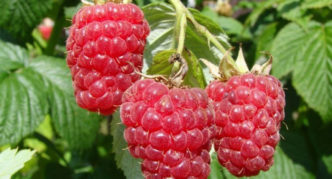 Raspberry variety Modest