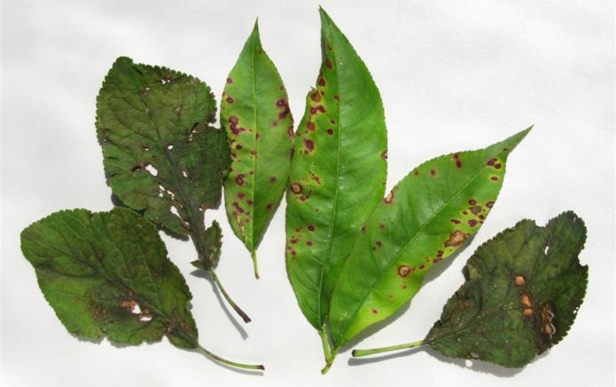 Broskvové a švestkové listy infikované clasterosporiem