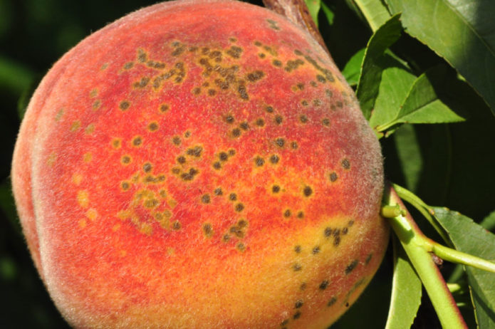 Clasterosporium-ziekte op perzikfruit