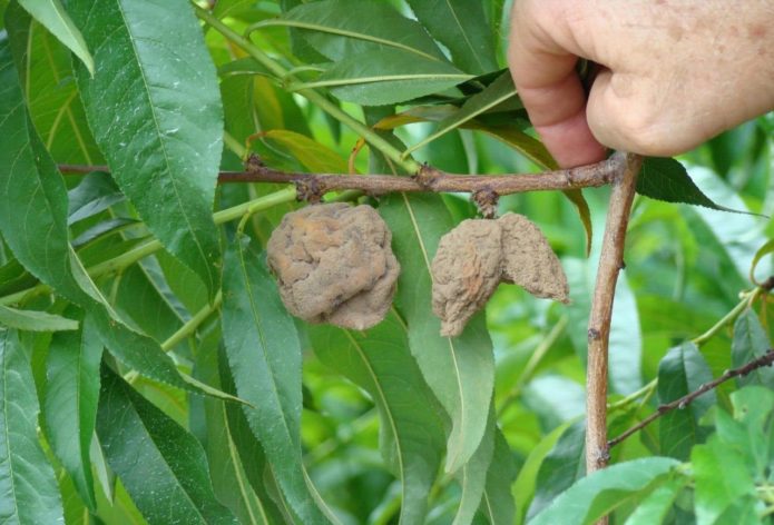 Monilióza na broskvových plodech