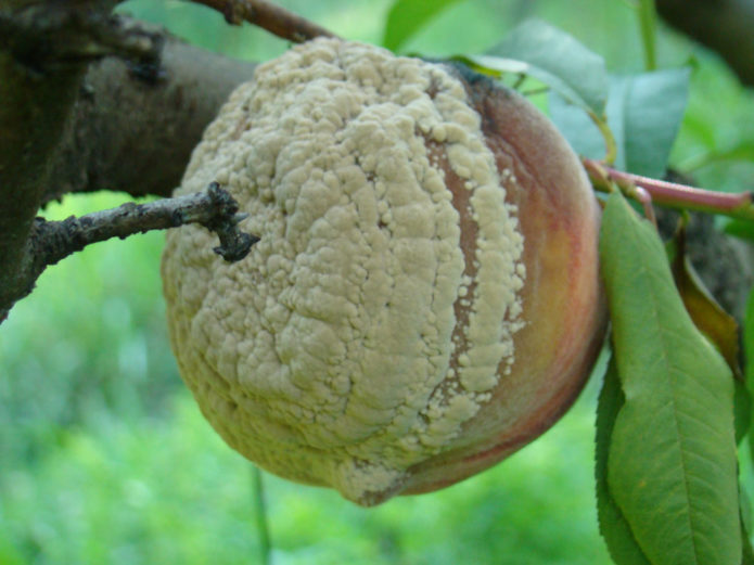 Fruchtfäule auf Pfirsich