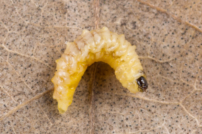 Larva del escarabajo de la flor de la manzana