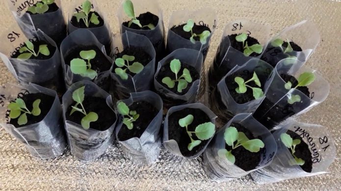 Planter des plants dans des emballages séparés