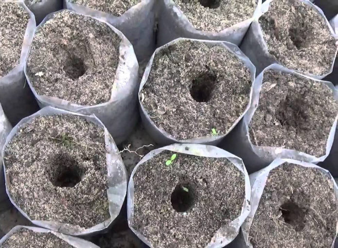 Fordypninger i beholderen for å plante en frøplante