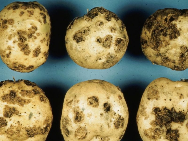 Potato scab - types and methods of control