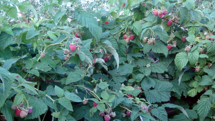 Raspberry bushes News Kuzmina