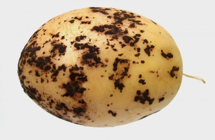 Potato scab