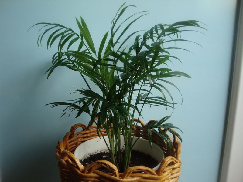 Hamedorea elegantie - thuis een elegante palmboom planten en verzorgen