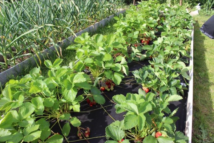 Plantera jordgubbar i rader