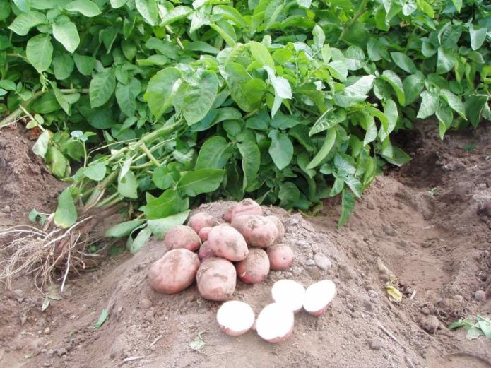 Patatas en el huerto
