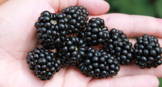 Besshipless blackberry-variëteit Black Satin