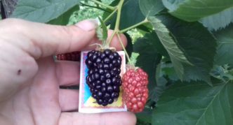 Thornless Natchez Blackberry