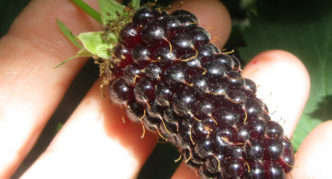 Besshipless blackberry variety na Columbia Star