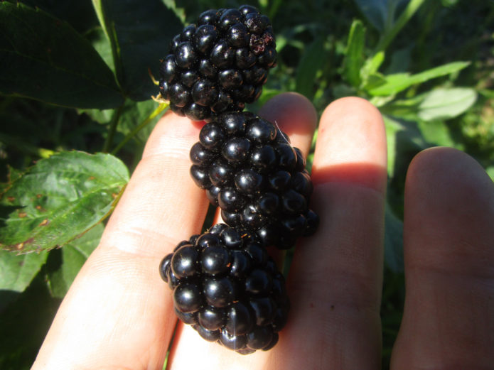 Rushai blackberry besship