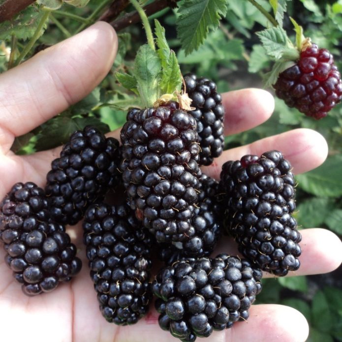 Walang sawang blackberry Amara