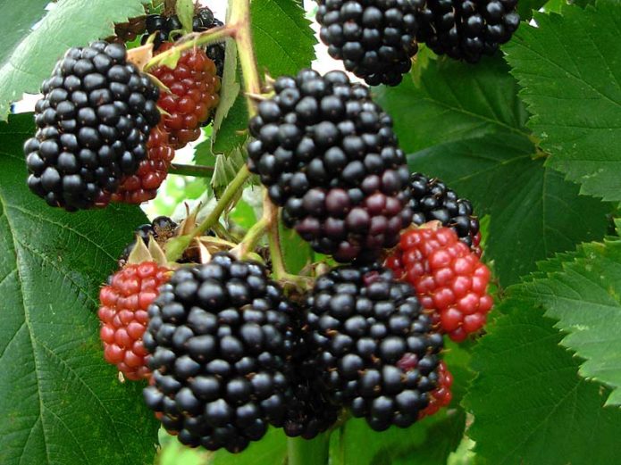 Besshipless blackberry cultivar na si Cachanska Bestna