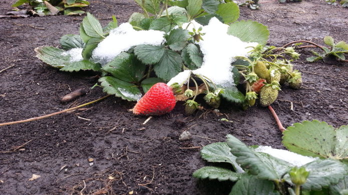 Aardbeien herstellen onder de sneeuw
