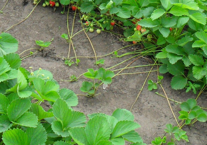 Μουστάκια επισκευής φραουλών στον κήπο