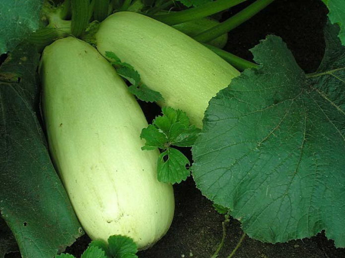 Courgette Gribovsky