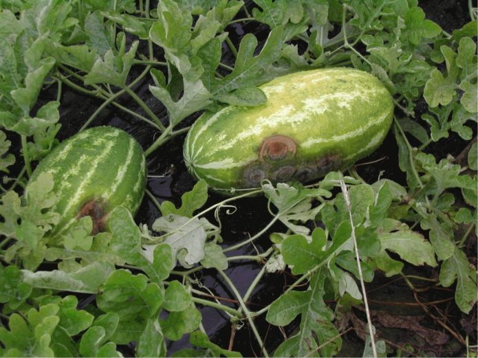 Watermelon antracnose