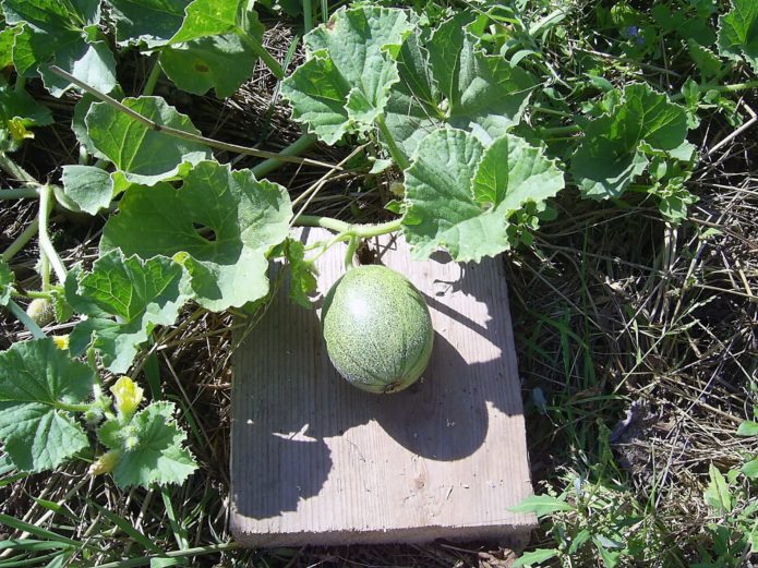 Meloen op het tuinbed op een plank