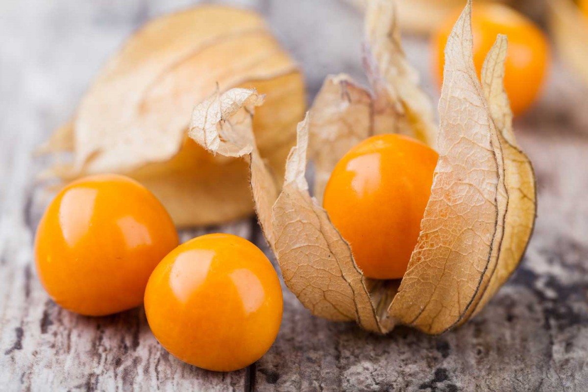 What is strawberry physalis and how to grow it in a garden