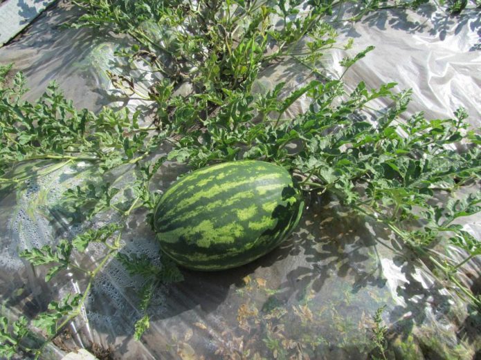 Watermeloen in een slimme tuin