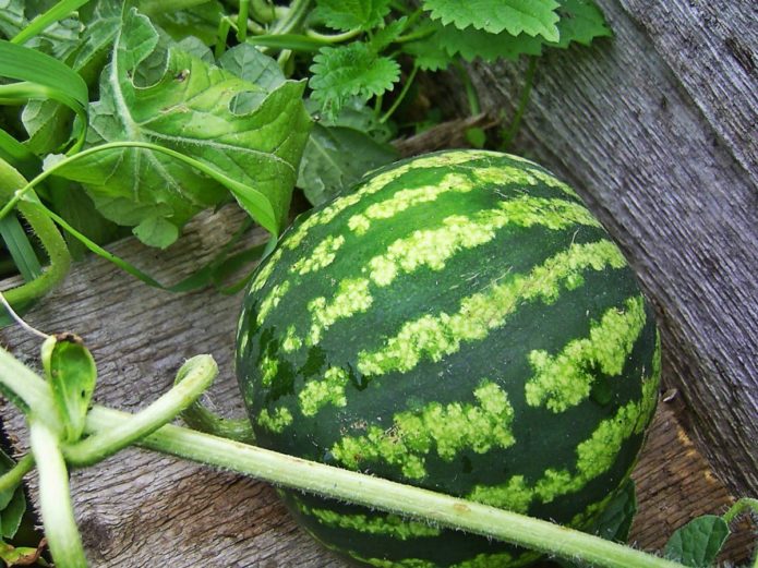 Wassermelone auf einem Brett