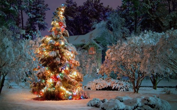 Zdobený vánoční strom v zimní zahradě