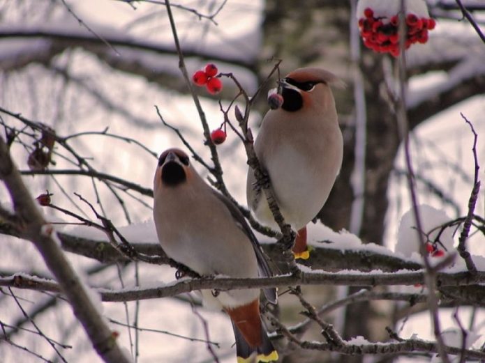 Birds on a branch of viburnum