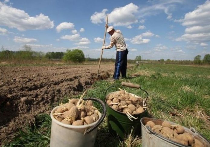 Ban on growing potatoes Russia