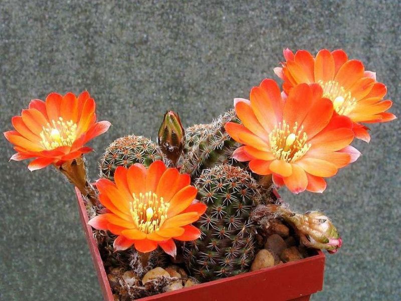Cactus rebutia: jopa aloittelija pystyy käsittelemään