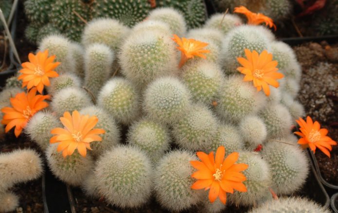 Rebutia-Kaktus mit Orangenblüten
