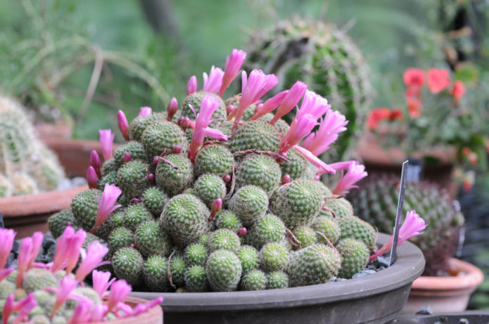 Rebutia cactus met roze bloemen
