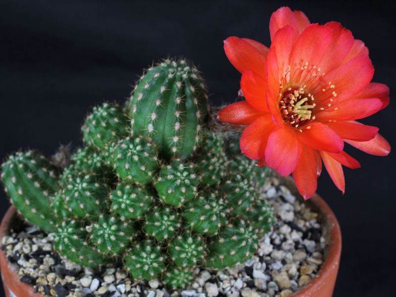 Neobično lijep cvjetni kaktus echinopsis - razne vrste i kućna njega
