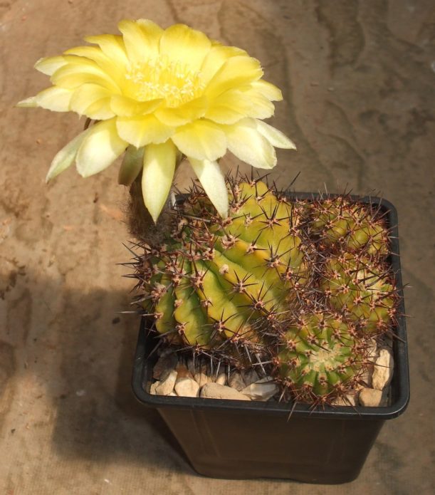 Echinopsis doré