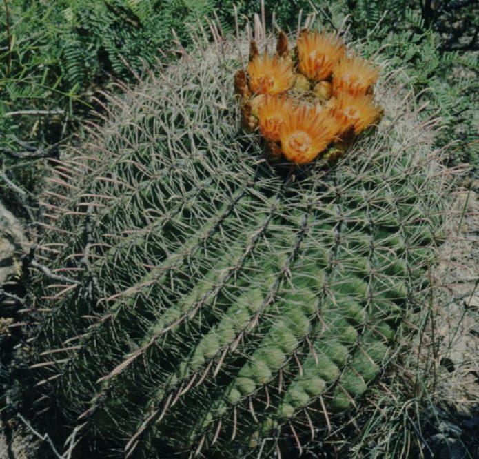 Ferocactus Vislicène