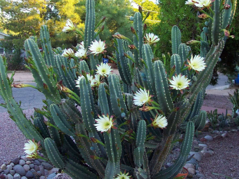 Attractive Cereus - Planting and Care at Home