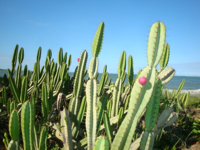 Cereus cactus in de natuur