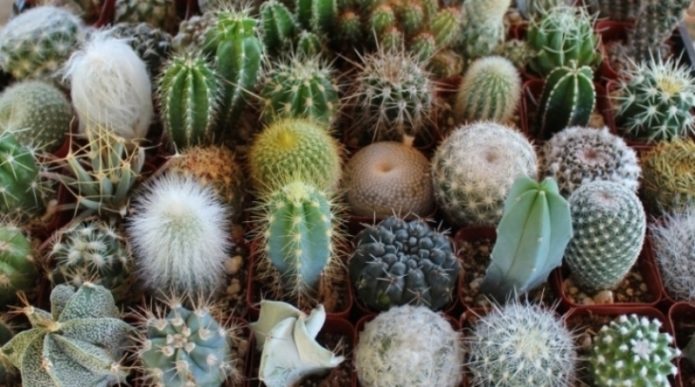 Različite vrste domaćih kaktusa