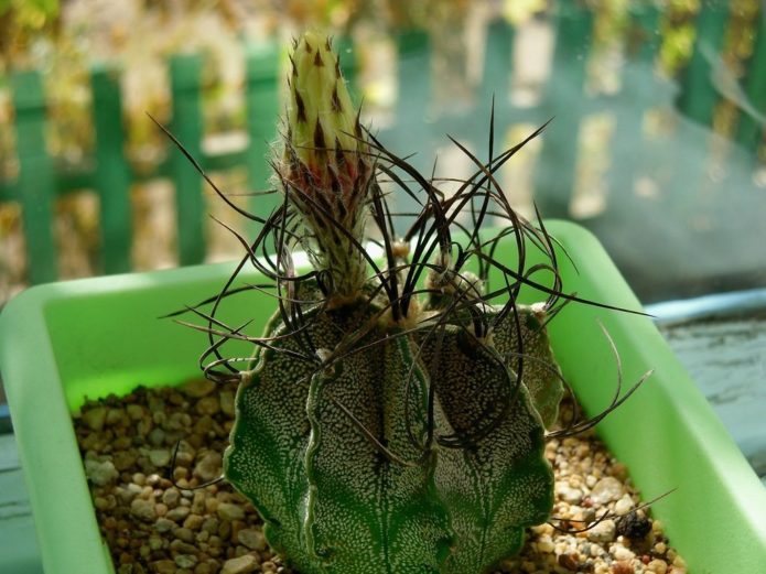 Astrophytum kauris kauris