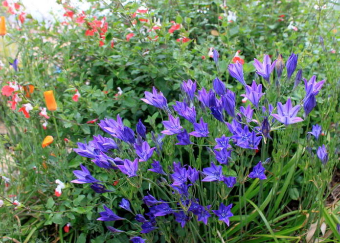 الأزرق brodieya con fabiola في الزراعة الجماعية