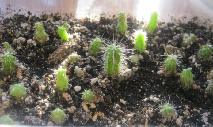ทารก Echinopsis ในหม้อ