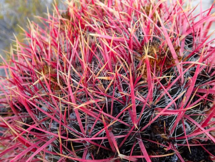 Ferocactus vaaleanpunainen