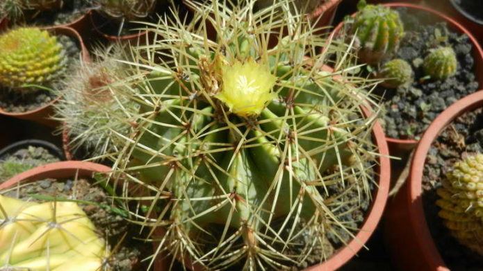 Ferocactus amarelo